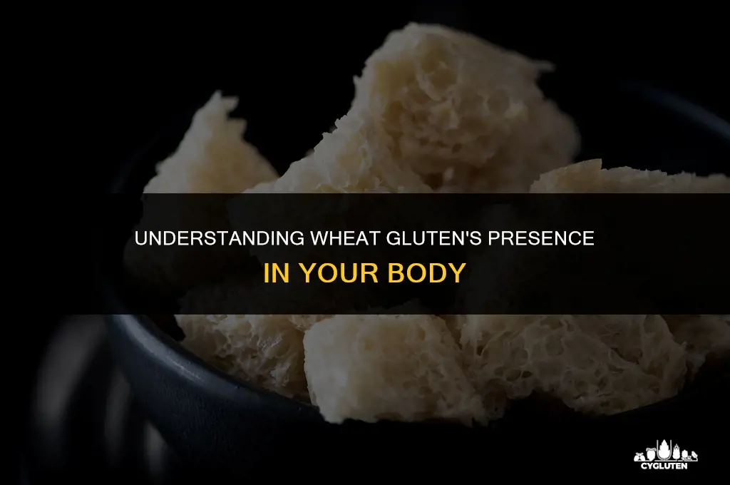 how long does wheat gluten stay in your system