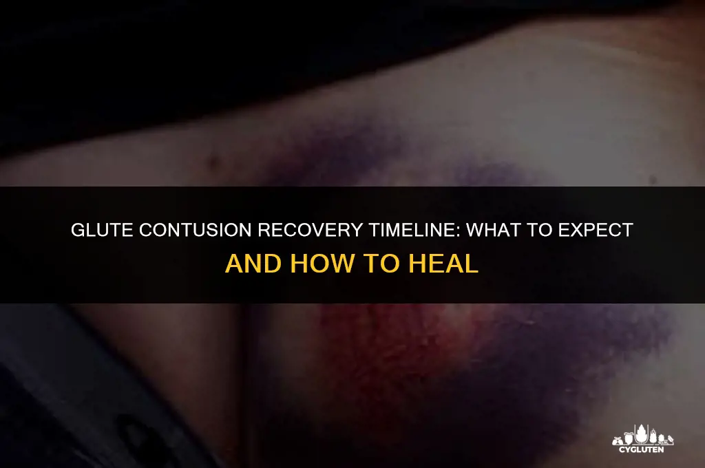 how long for glute contusion to heal