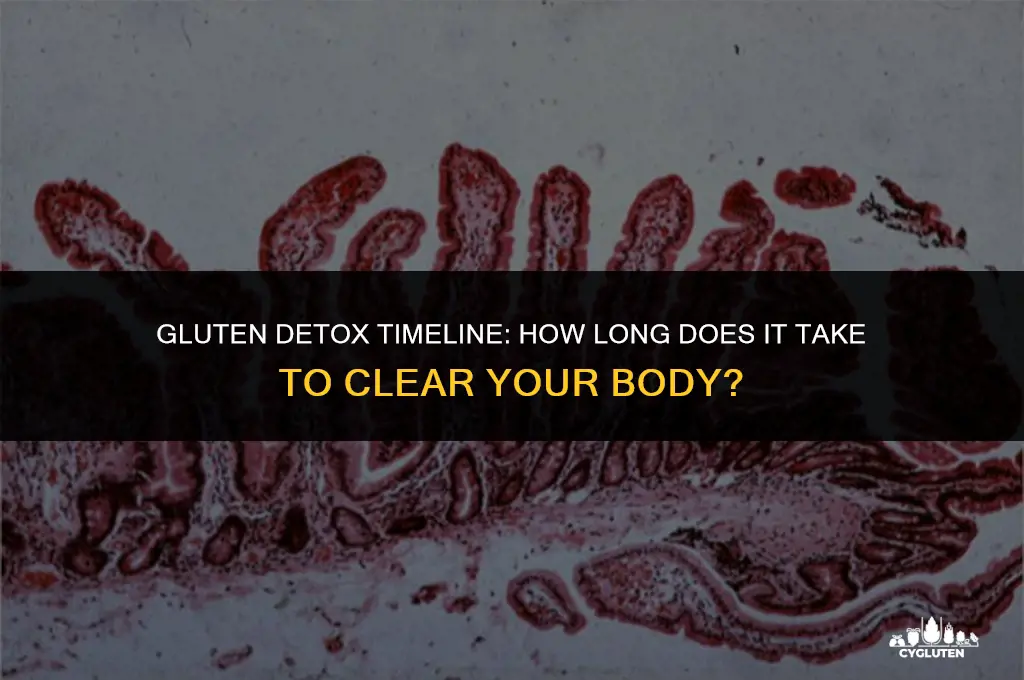 how long for gluten to clear body