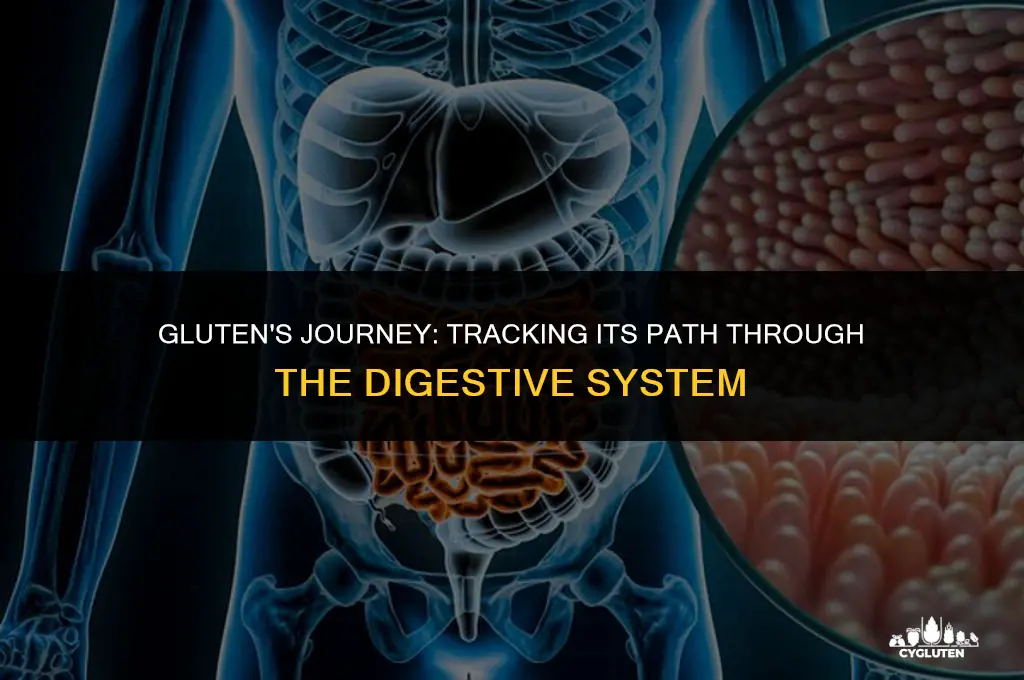 how long for gluten to travel through digestrive system