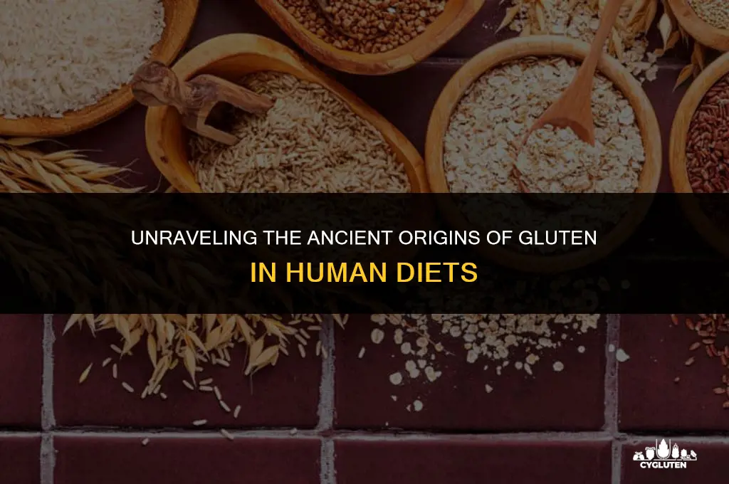 how long have humans been eating gluten