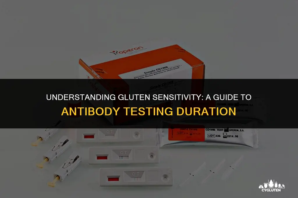how long on gluten to test for antibodies