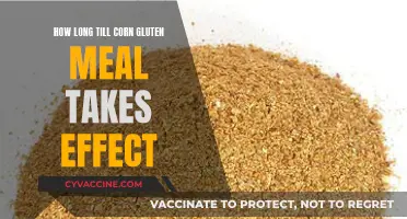 Understanding the Timing: When Does Corn Gluten Meal Take Effect?