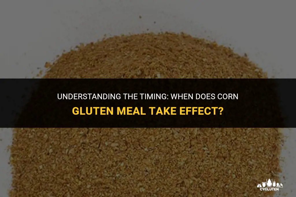 how long till corn gluten meal takes effect