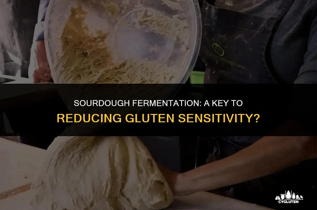 how long to ferment sourdough for gluten sensitivity