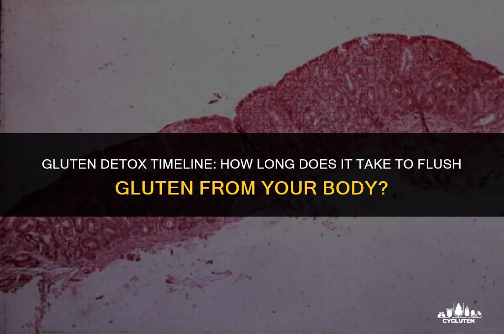 how long to flush gluten from body