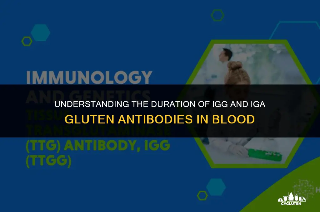 how long to igg iga gluten antibodies stay in blood
