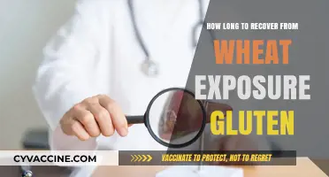 Navigating Gluten Recovery: A Timeline for Wheat Exposure Healing
