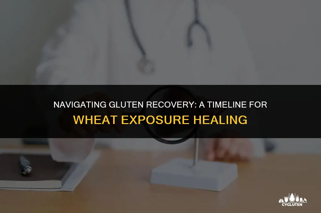 how long to recover from wheat exposure gluten