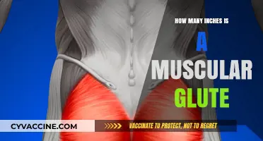 Sculpting Strength: The Ideal Size of a Muscular Glute