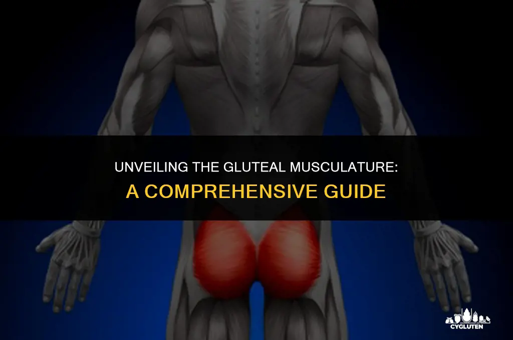 how many muscles are in the glutes