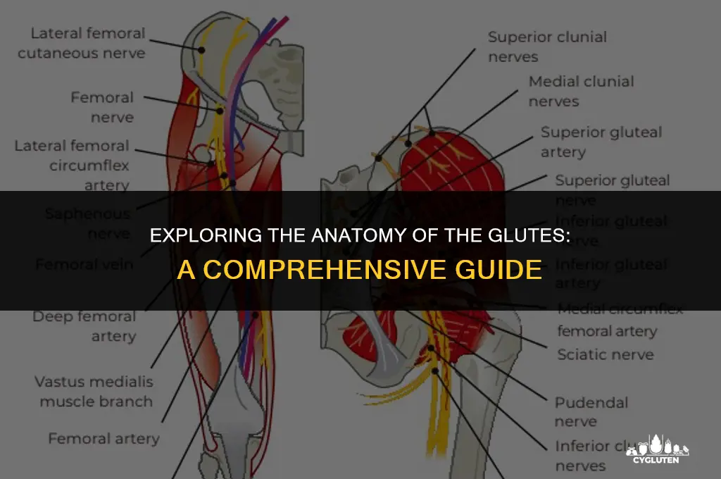 how many parts of the glutes are there