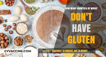 Exploring Gluten-Free Wheat Varieties: A Comprehensive Guide