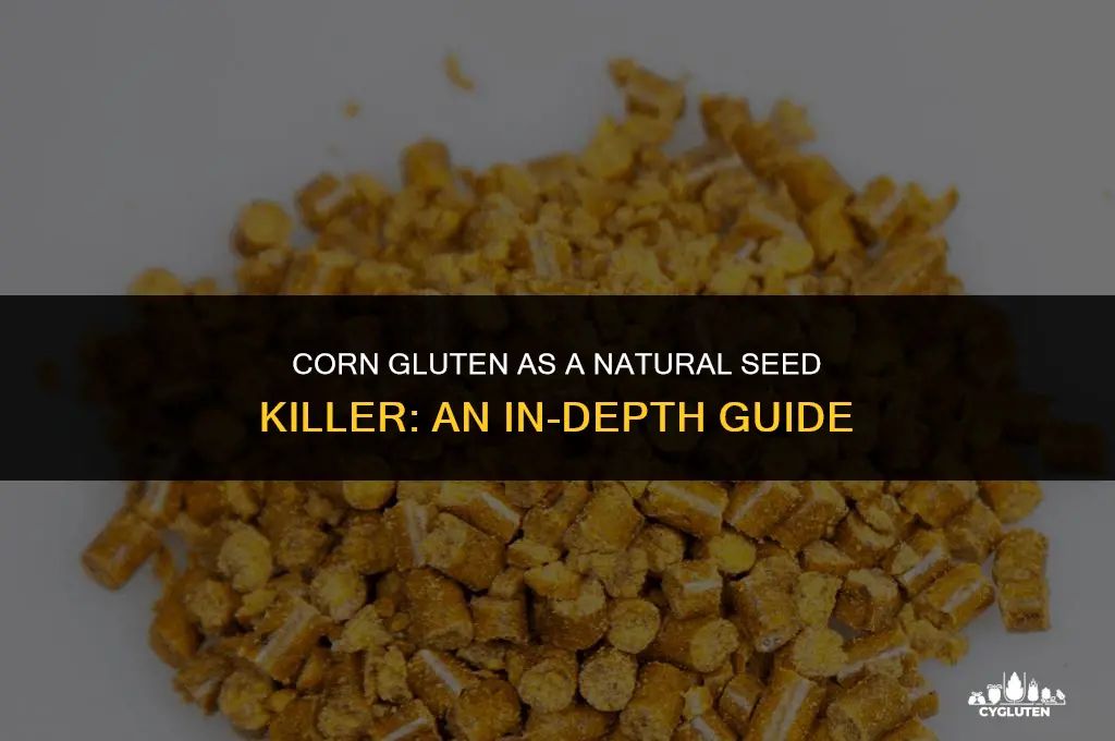 how much corn gluten as a seed killer