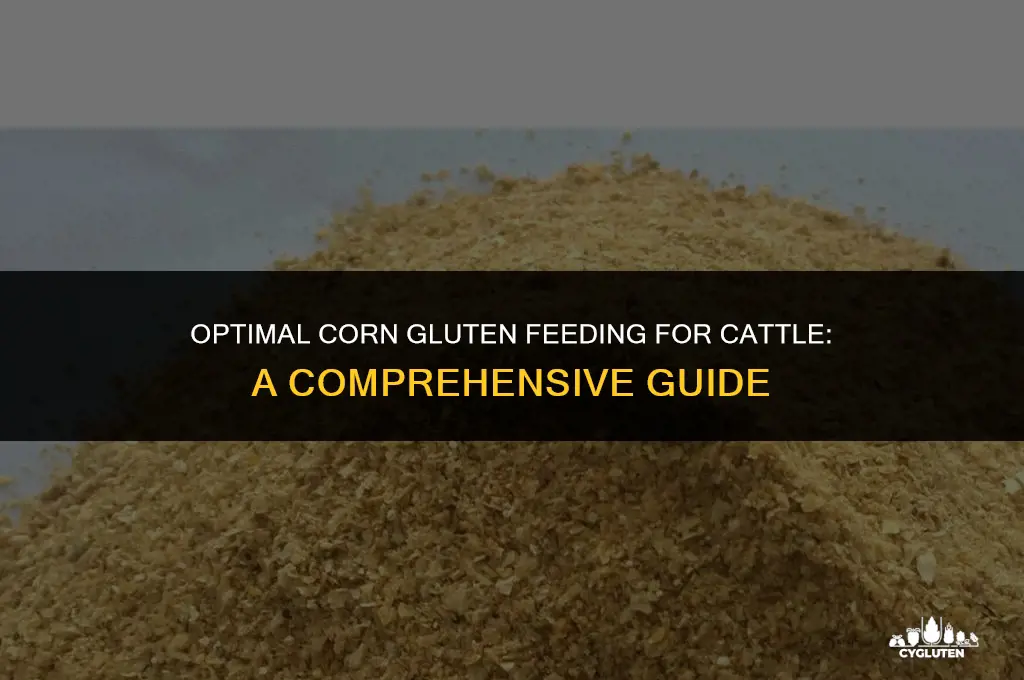 how much corn gluten to feed cattle