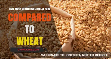 Gluten Content Comparison: Barley vs. Wheat - What You Need to Know