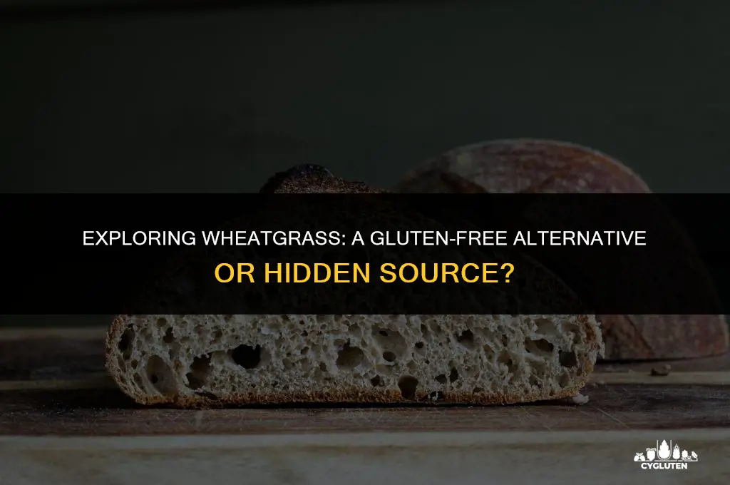 how much gluten does wheat grass have