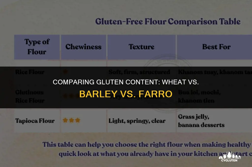 how much gluten in wheat versus barley or farro