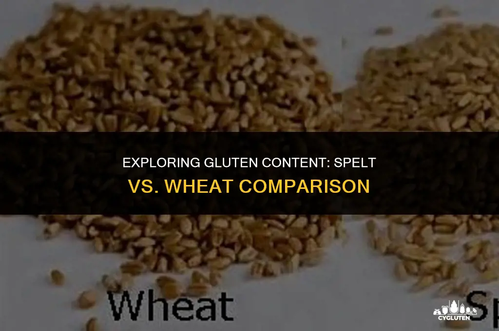 how much gluten is in spelt compared to wheat