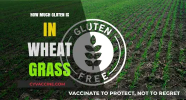 Exploring Wheat Grass: A Gluten-Free Alternative or Hidden Source?