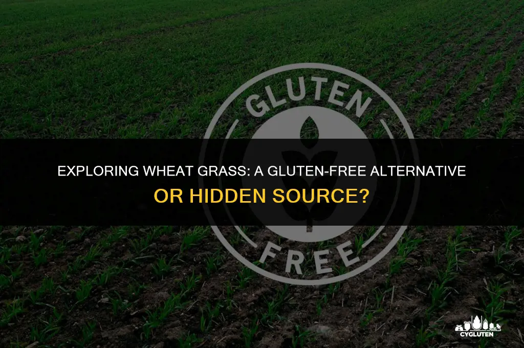 how much gluten is in wheat grass