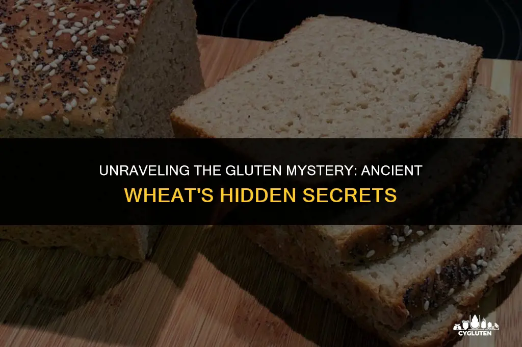 how much gluten was in ancient wheat