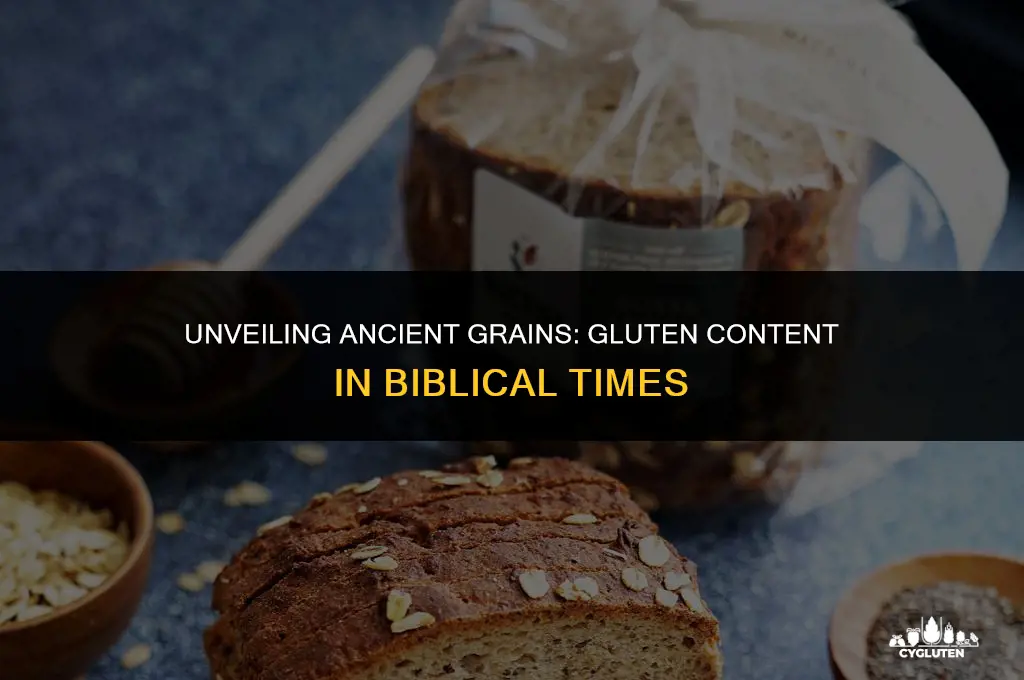 how much gluten was in grain during bible times