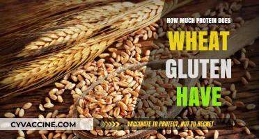 Exploring Wheat Gluten: A Deep Dive into Its Protein Content