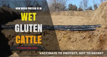Exploring Protein Content in Wet Gluten Cattle: A Nutritional Insight