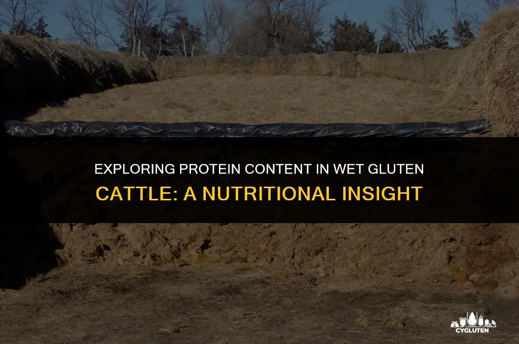 how much protein is in wet gluten cattle