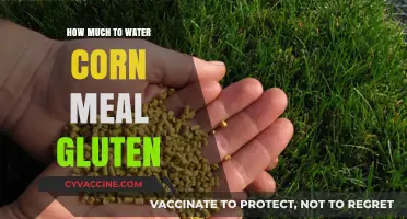 Cornmeal Gluten Hydration: Finding the Perfect Balance for Optimal Texture