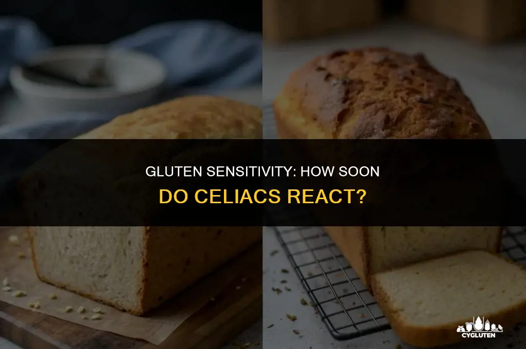 how quickly do celiacs react to gluten