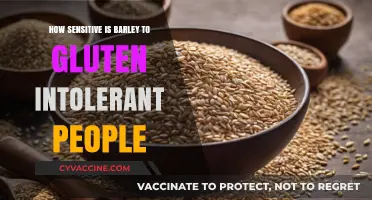 Exploring Barley's Impact on Gluten Intolerance: A Comprehensive Guide