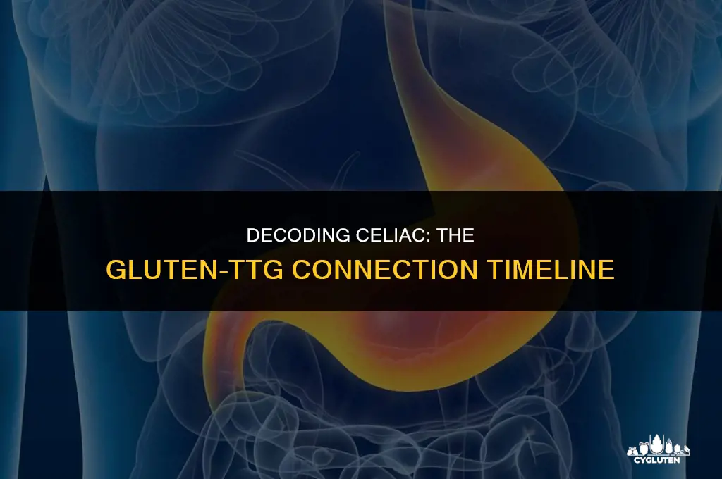 how soon after gluten will ttg be positive and celiac