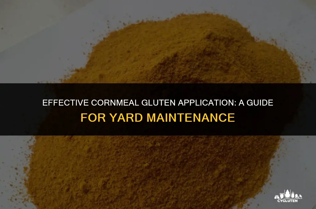 how thick to apply corn meal gluten to yard