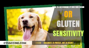 Identifying Grain or Gluten Sensitivity in Your Dog: A Guide