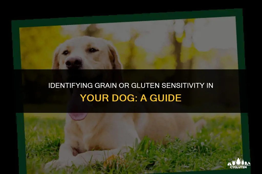 how to determine if dog has grain or gluten sensitivity