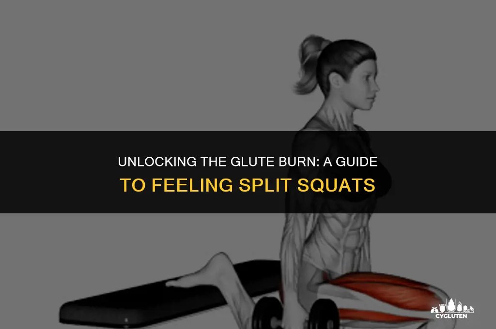 how to feel split squats in glutes