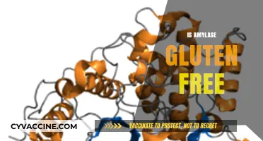 Is Amylase Gluten Free? Understanding Enzymes in Gluten-Free Diets