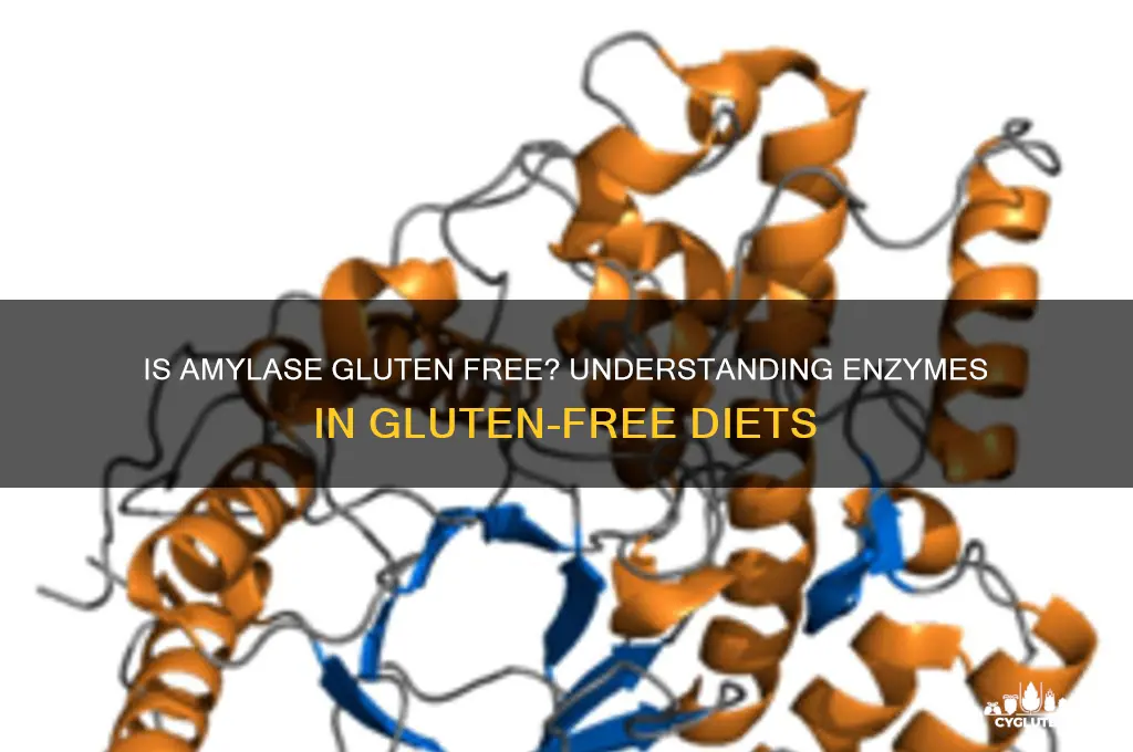 is amylase gluten free