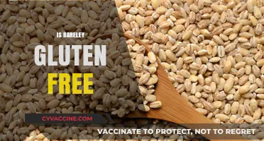 Is Barley Gluten-Free? Understanding Its Role in a Gluten-Free Diet