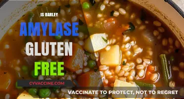 Exploring Barley Amylopectin: A Gluten-Free Alternative for Health-Conscious Diets