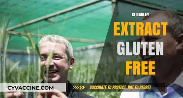 Exploring Barley Extract: A Gluten-Free Alternative or Not?