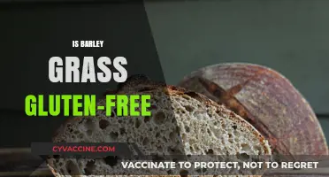 Is Barley Grass Gluten-Free? Unraveling the Truth for Celiac Diets