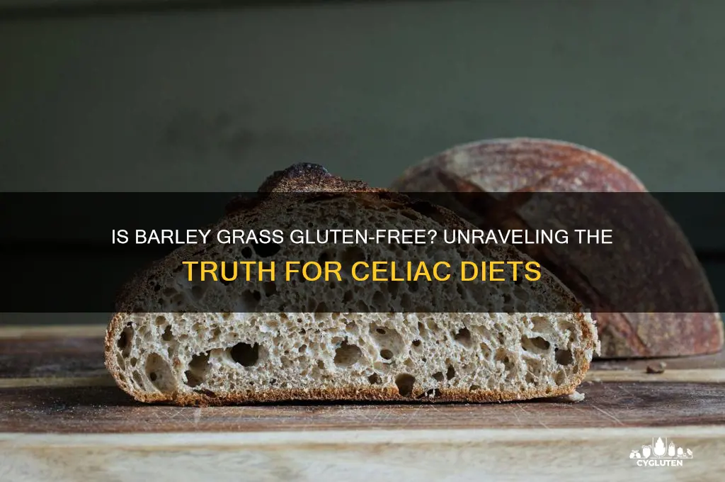 is barley grass gluten-free