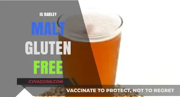 Is Barley Malt Gluten-Free? Unraveling the Truth for Celiac Diets