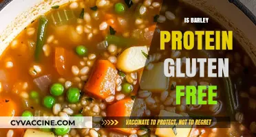 Exploring Barley Protein: A Gluten-Free Alternative or Not?