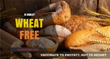 Is Barley Wheat-Free? Unraveling the Gluten-Free Diet Confusion