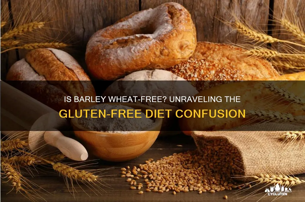 is barley wheat free