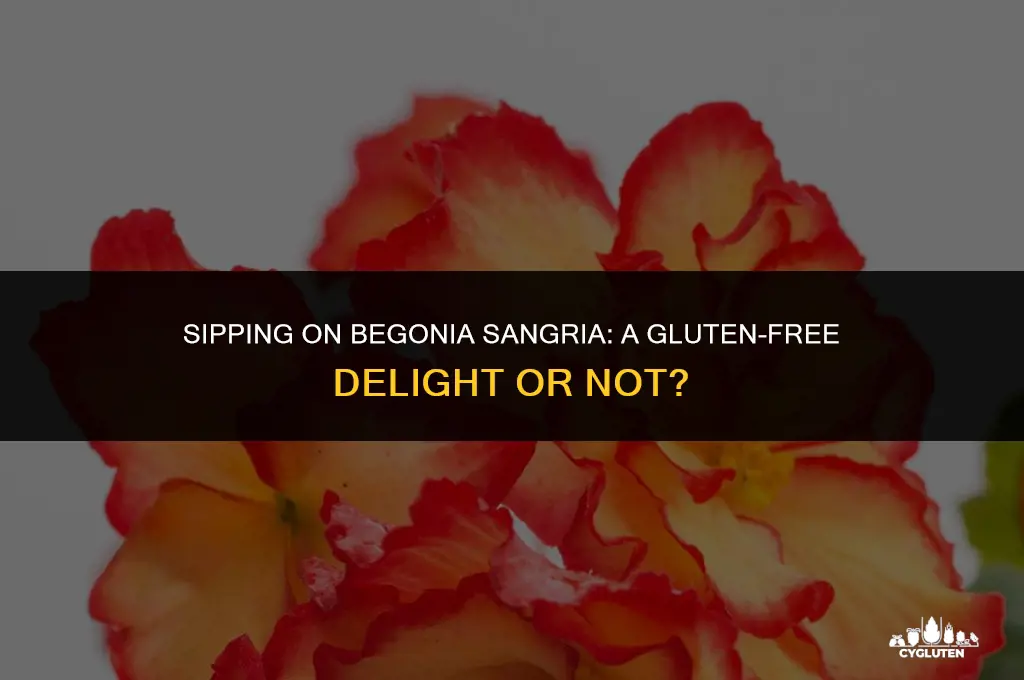is begonia sangria gluten free